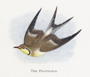 La Glaréole